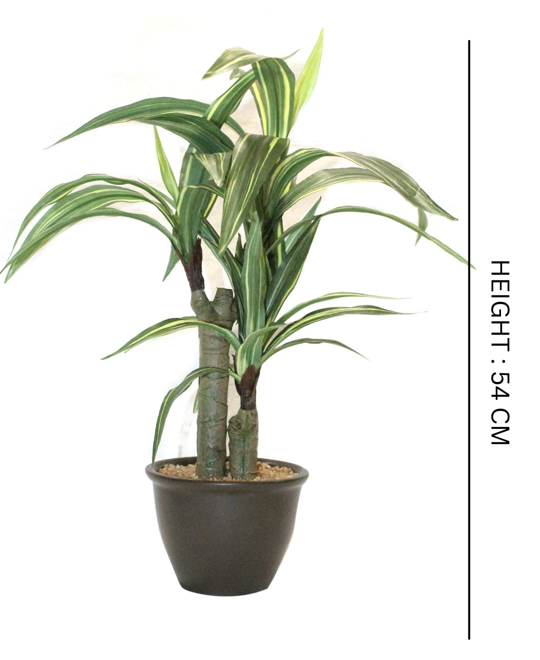 Expobazaar Vibrant Cordyline Bonsai for Contemporary Home Decor