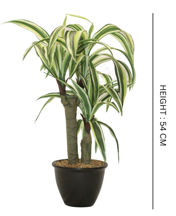 Expobazaar Vibrant Cordyline Bonsai for Contemporary Home Decor