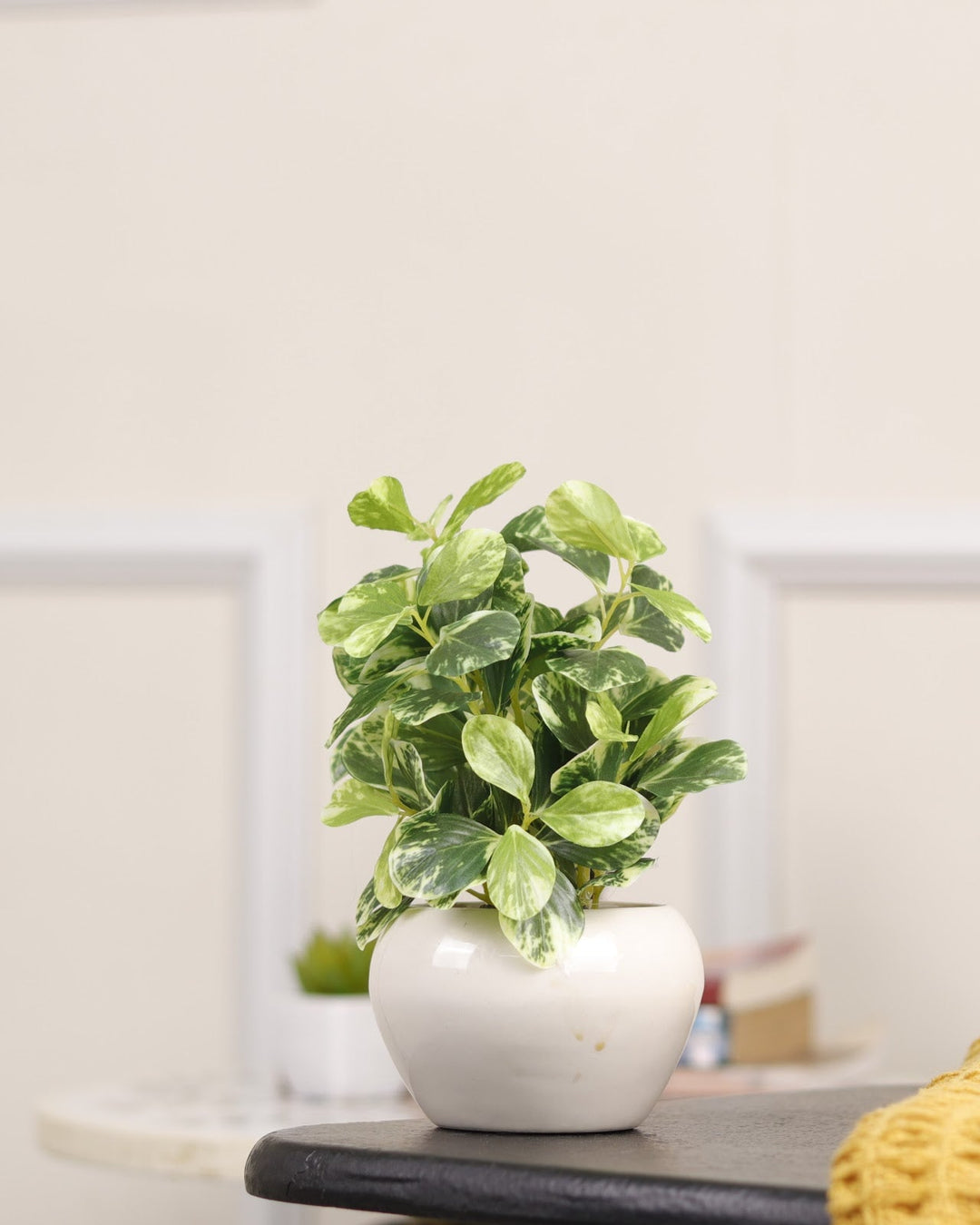 Expobazaar Elegant Money Plant Bonsai for Modern Home Decor