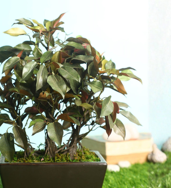 Expobazaar Elegant Ficus Bonsai Plant for Modern Home Decor