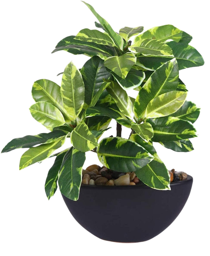 Expobazaar Elegant Bonsai in Modern Bowl