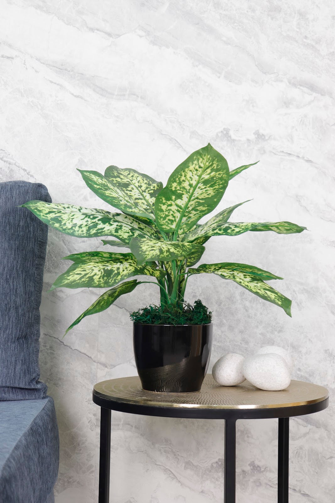 Expobazaar Elegant Dieffenbachia Plant for Modern Interior Décor Without Pot