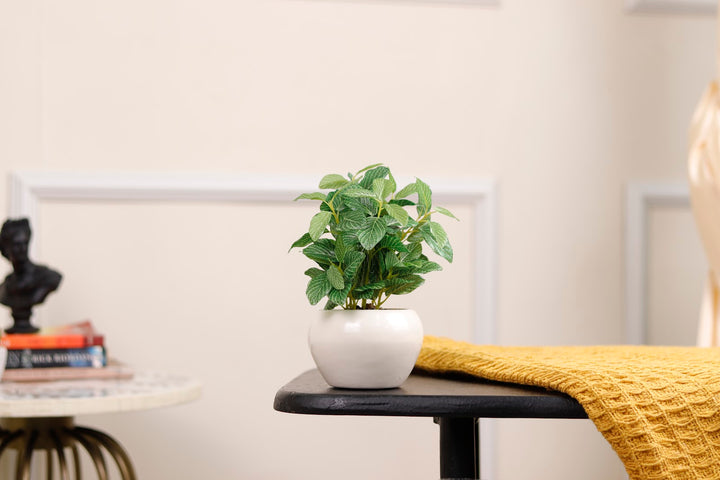 Expobazaar Lush Fittonia Bonsai Plant for Elegant Interiors