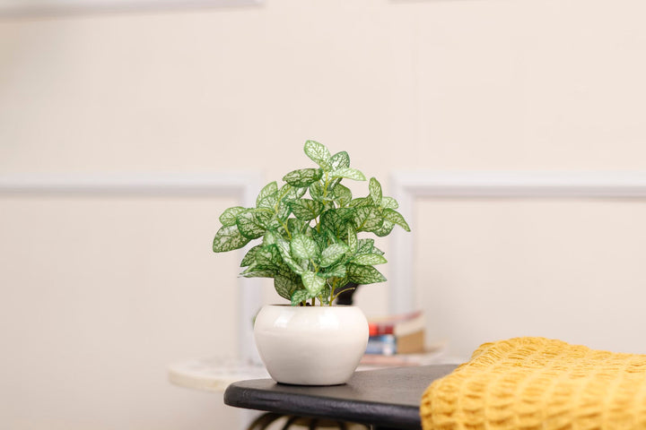 Expobazaar Elegant Polka Dot Plant Bonsai for Stylish Decor