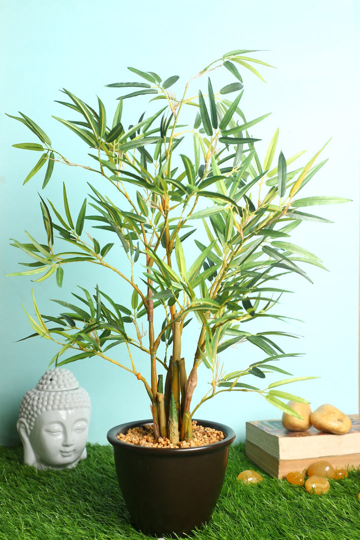 Expobazaar Vibrant Cordyline Bonsai for Contemporary Home Decor