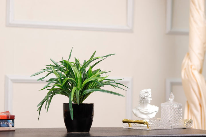 Expobazaar Tricolor Bonsai in Modern Decorative Pot