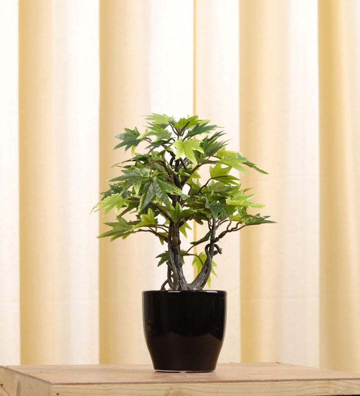 Expobazaar Elegant Maple Leaf Bonsai for Contemporary Decor