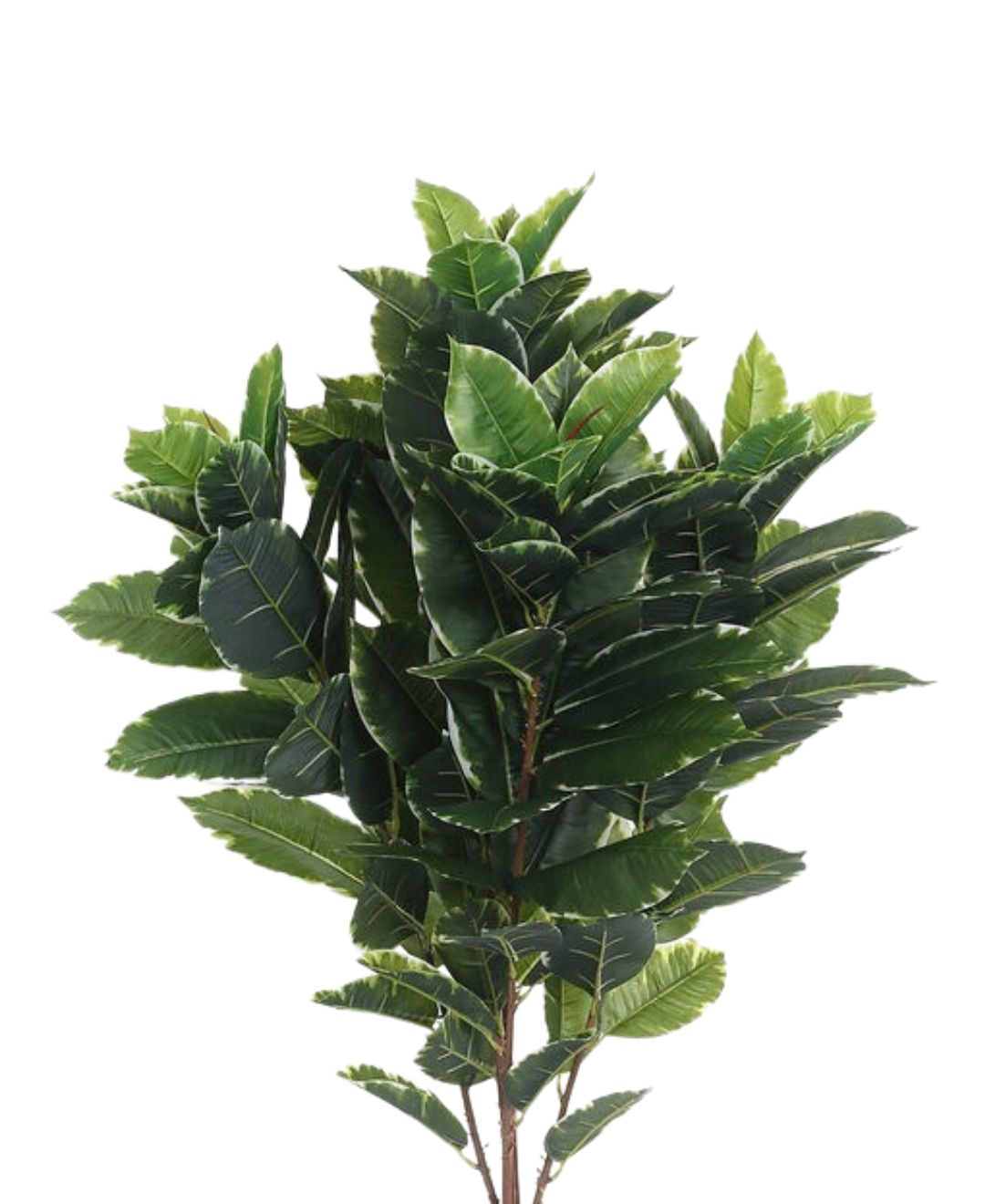 Expobazaar Lush Green Foliage Plant for Elegant Home Interiors