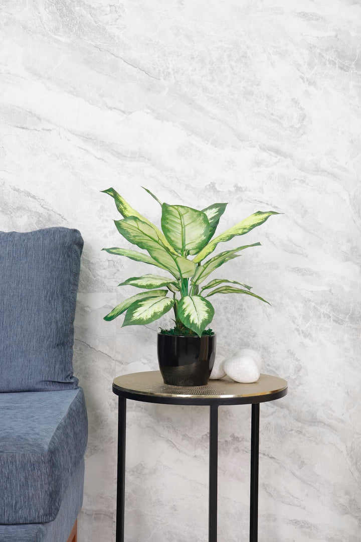 Expobazaar Elegant Dieffenbachia Plant for Modern Interior Décor Without Pot