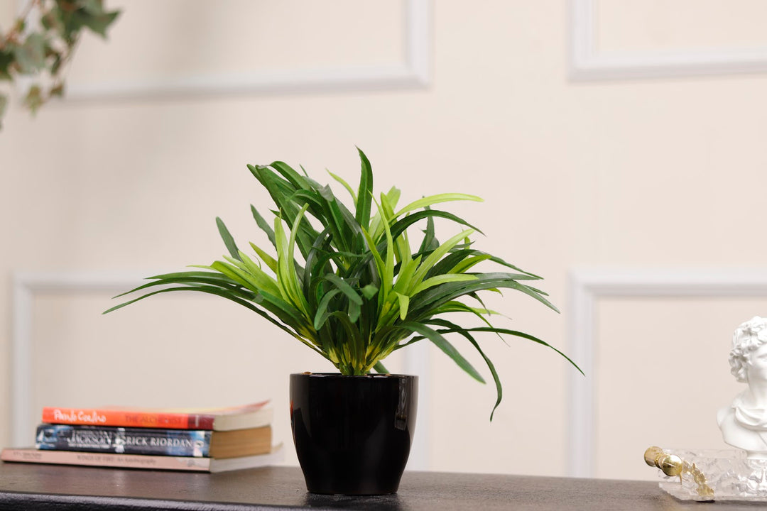 Expobazaar Tricolor Bonsai in Modern Decorative Pot