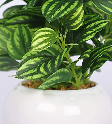 Expobazaar Elegant Calathea Bonsai for Contemporary Home Decor