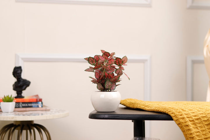Expobazaar Lush Fittonia Bonsai Plant for Elegant Interiors