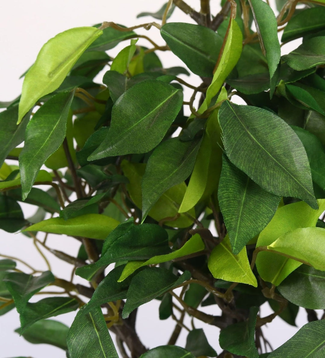 Expobazaar Elegant Ficus Bonsai Plant for Modern Home Decor