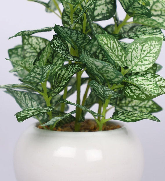 Expobazaar Elegant Polka Dot Plant Bonsai for Stylish Decor