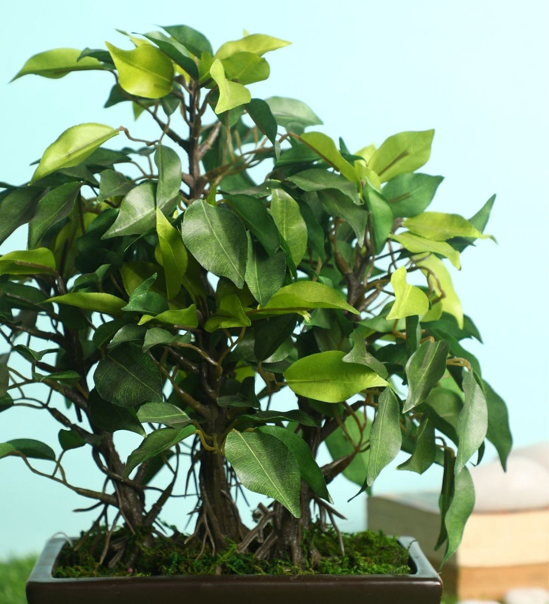 Expobazaar Elegant Ficus Bonsai Plant for Modern Home Decor