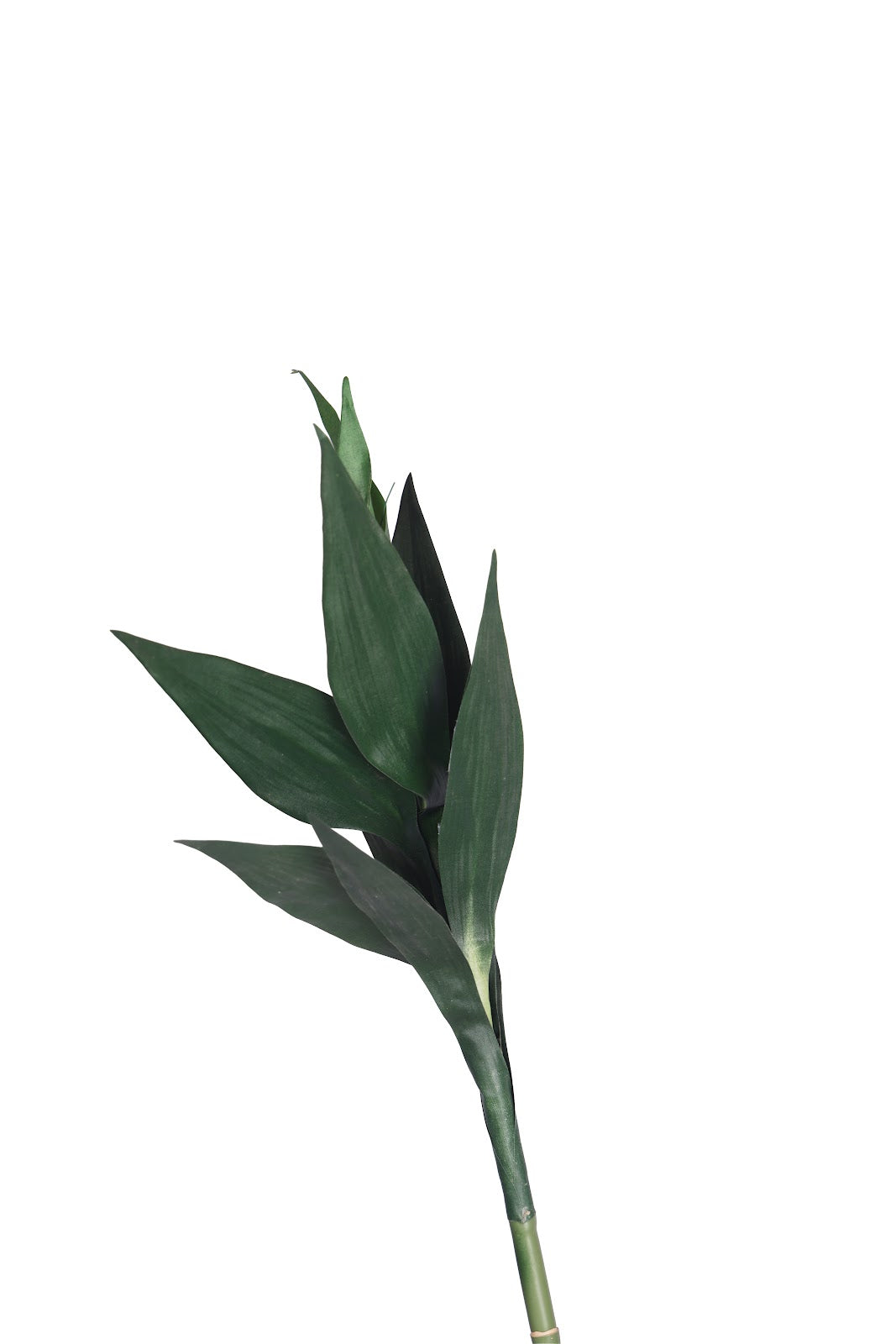 Expobazaar Modern Bamboo Stems in Decorative Glass Vase
