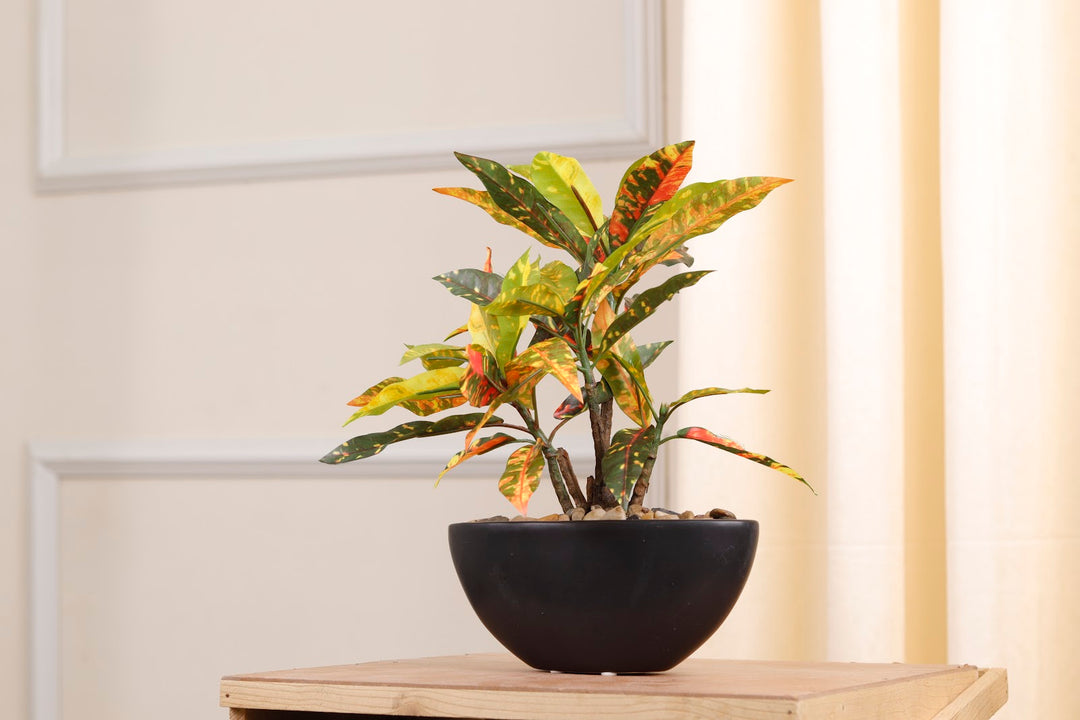 Expobazaar Elegant Bonsai in Modern Bowl