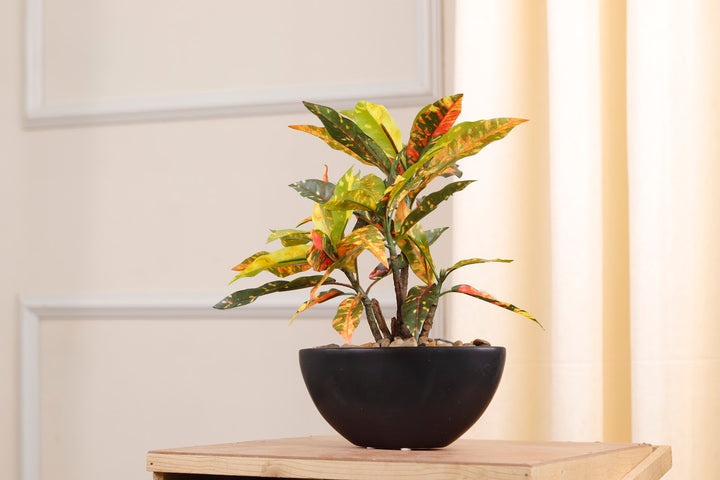 Expobazaar Elegant Bonsai in Modern Bowl