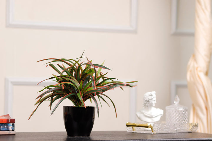 Expobazaar Tricolor Bonsai in Modern Decorative Pot