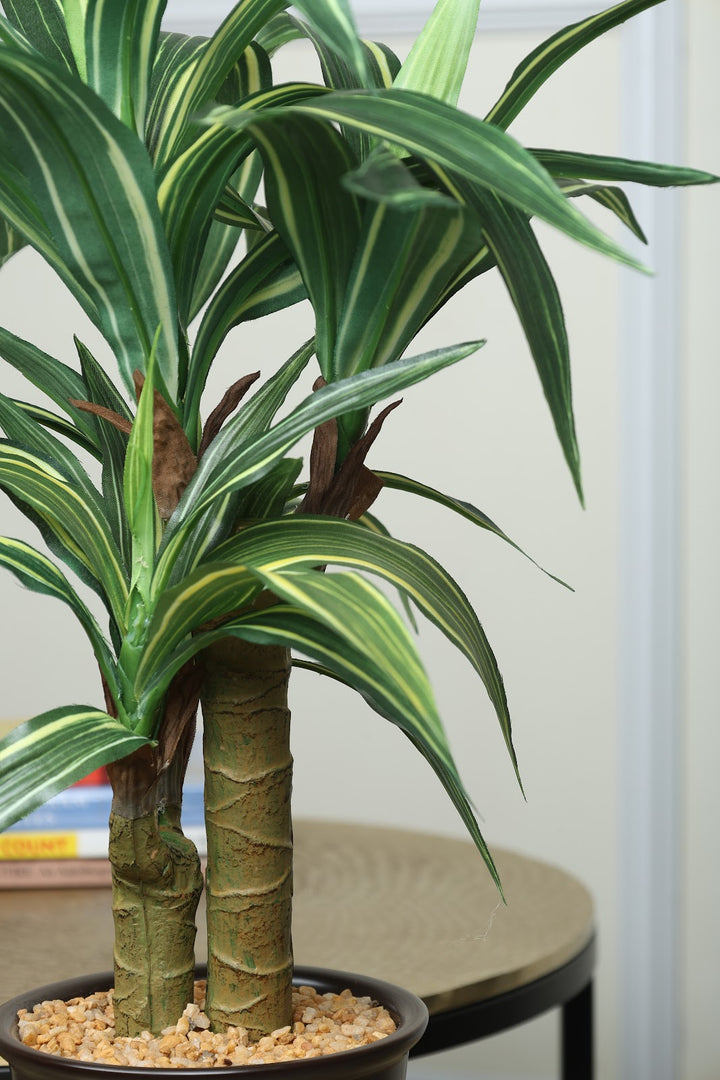 Expobazaar Vibrant Cordyline Bonsai for Contemporary Home Decor