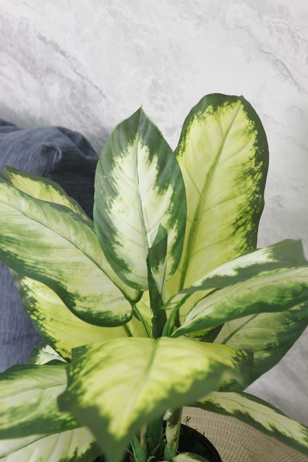 Expobazaar Elegant Dieffenbachia Plant for Modern Interior Décor Without Pot