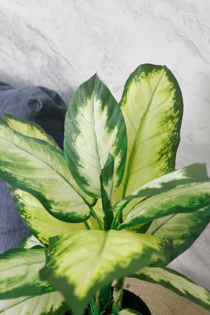 Expobazaar Elegant Dieffenbachia Plant for Modern Interior Décor Without Pot