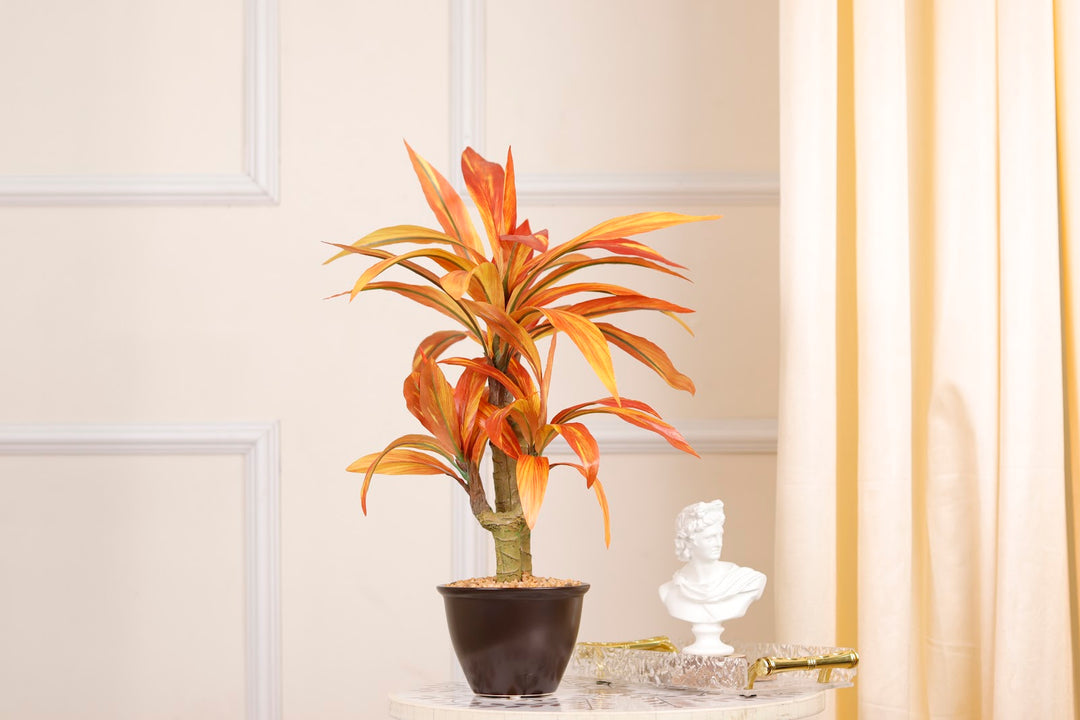 Expobazaar Vibrant Cordyline Bonsai for Contemporary Home Decor