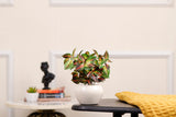 Expobazaar Vibrant Aglaonema Bonsai for Elegant Home Decor