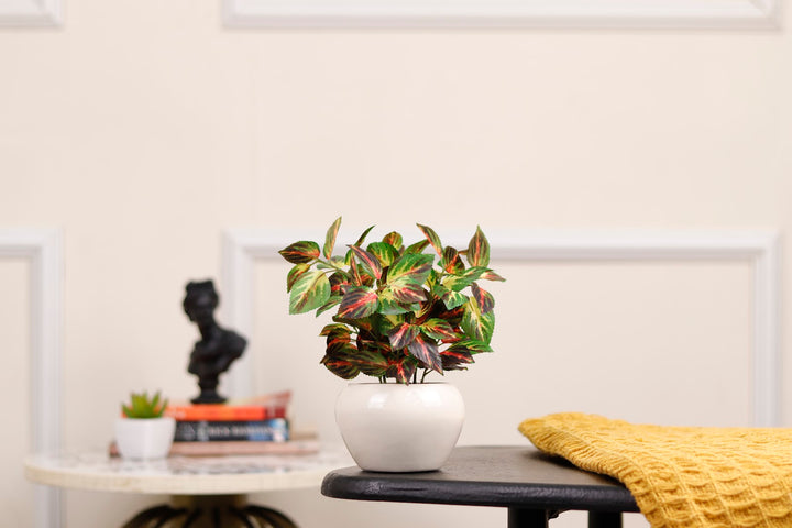 Expobazaar Vibrant Aglaonema Bonsai for Elegant Home Decor