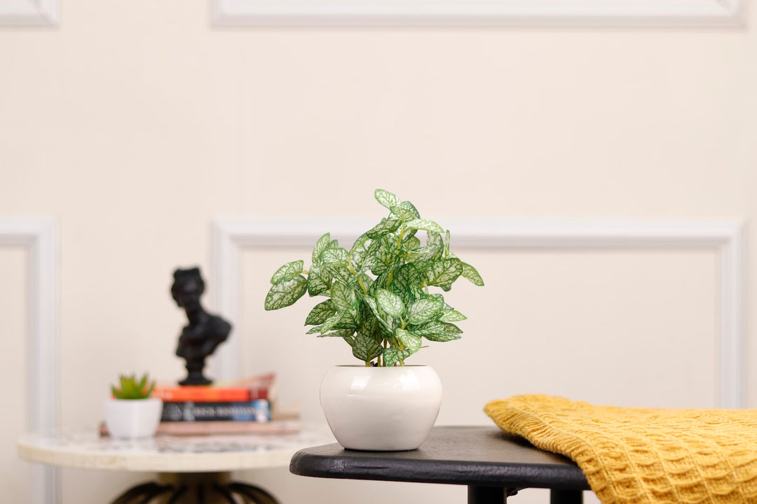 Expobazaar Elegant Polka Dot Plant Bonsai for Stylish Decor