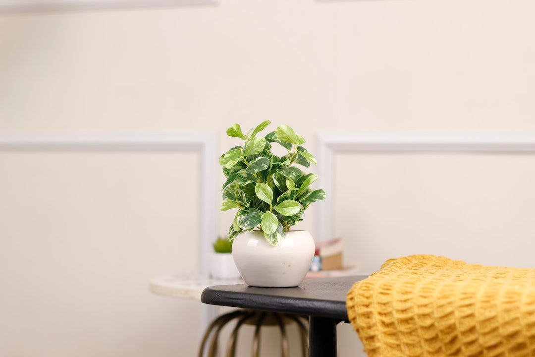 Expobazaar Elegant Money Plant Bonsai for Modern Home Decor