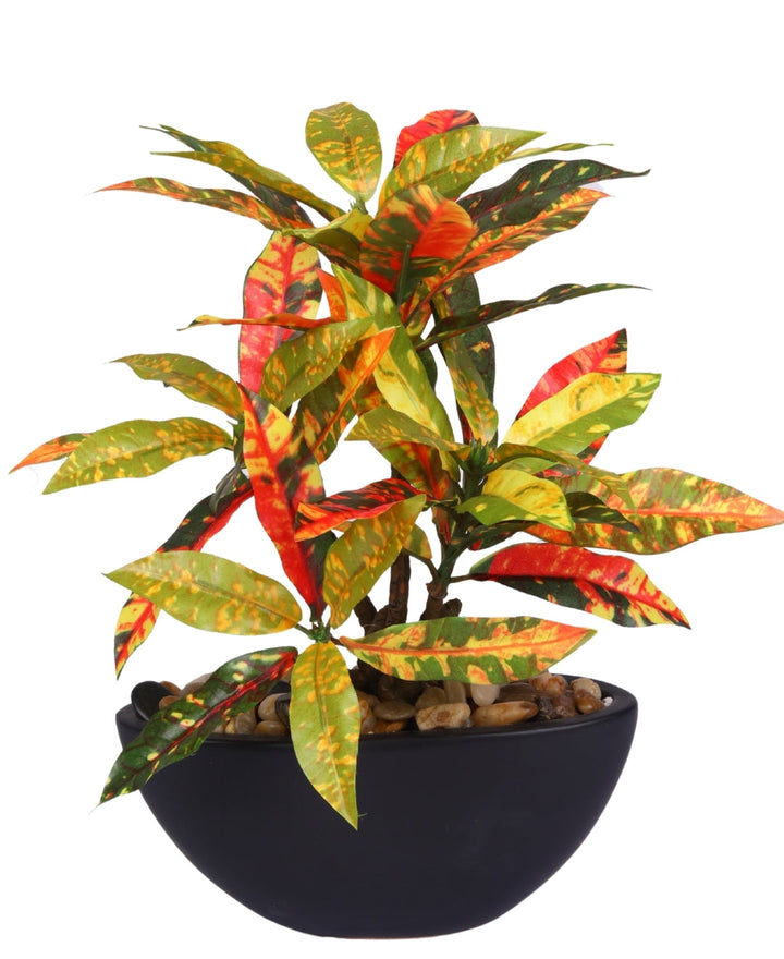 Expobazaar Elegant Bonsai in Modern Bowl