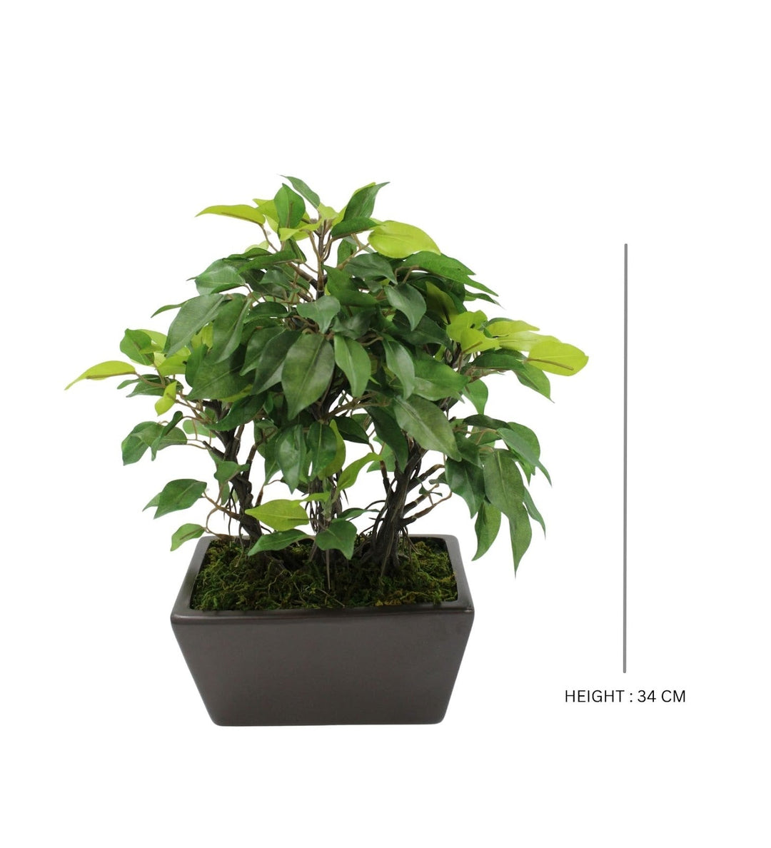 Expobazaar Elegant Ficus Bonsai Plant for Modern Home Decor
