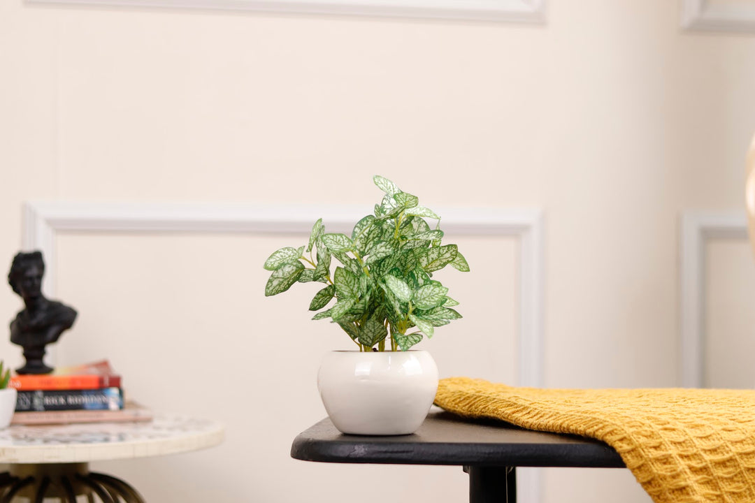Expobazaar Elegant Polka Dot Plant Bonsai for Stylish Decor
