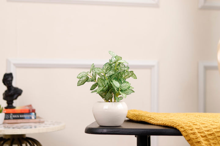 Expobazaar Elegant Polka Dot Plant Bonsai for Stylish Decor