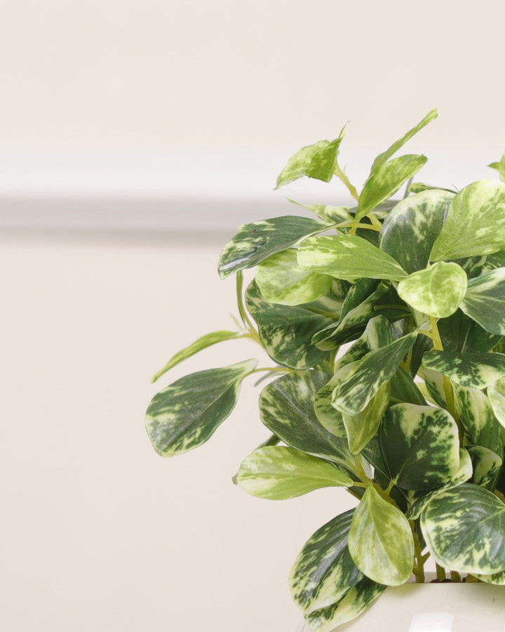 Expobazaar Elegant Money Plant Bonsai for Modern Home Decor