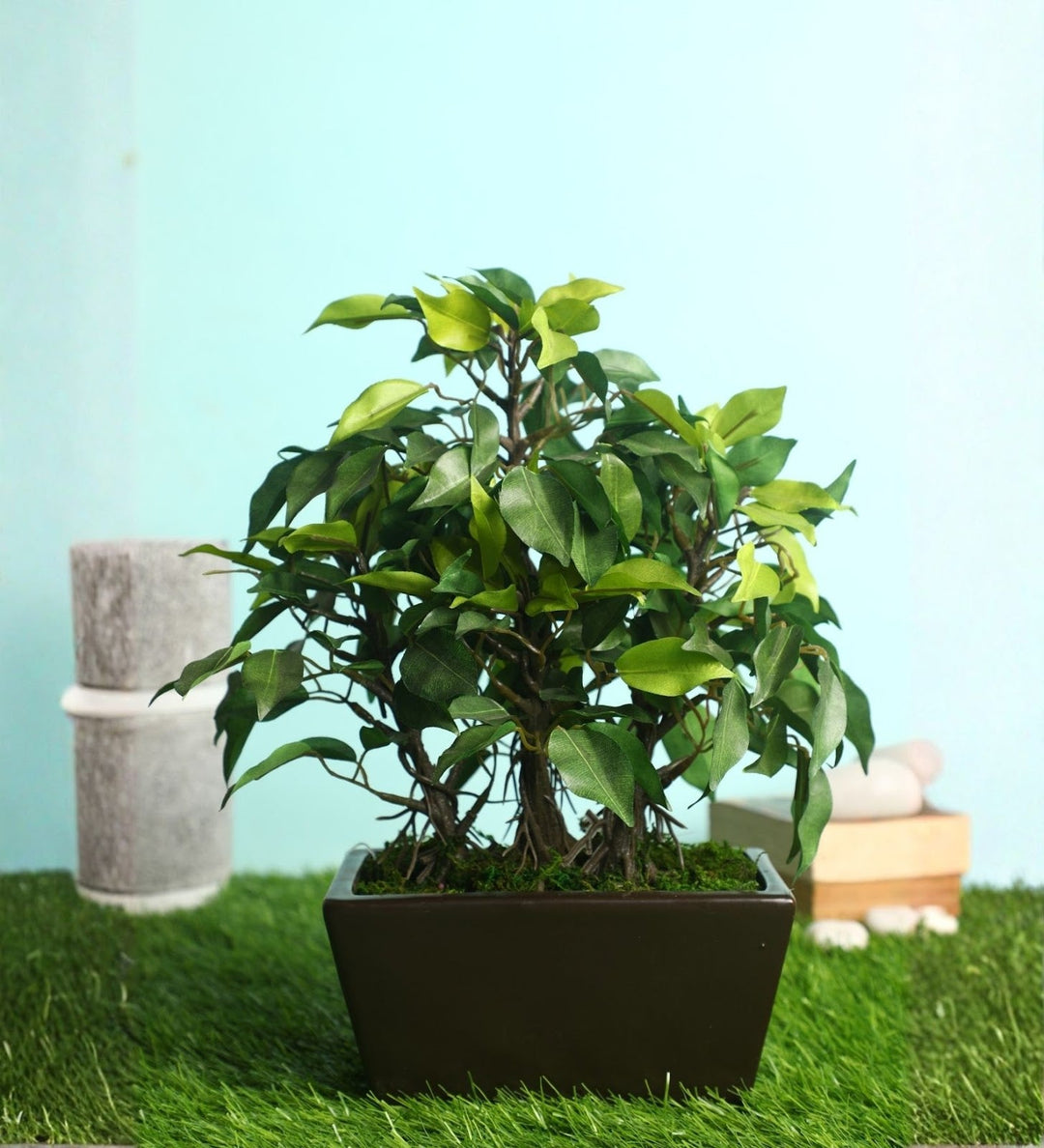 Expobazaar Elegant Ficus Bonsai Plant for Modern Home Decor
