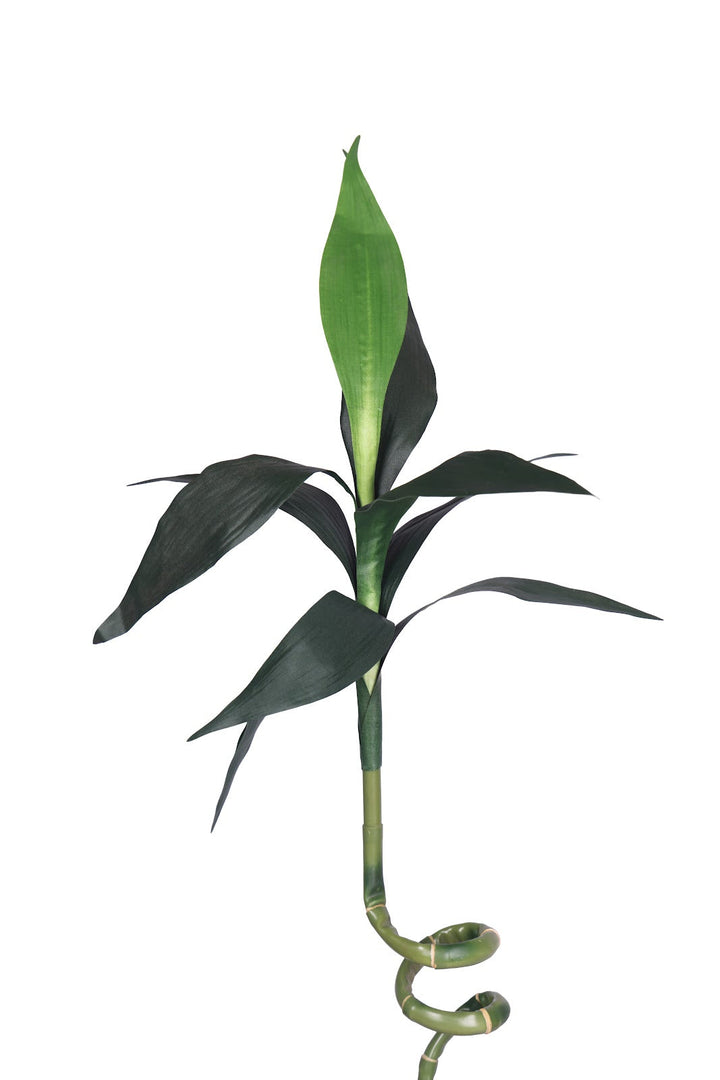 Expobazaar Elegant Spiral Lucky Bamboo Stick