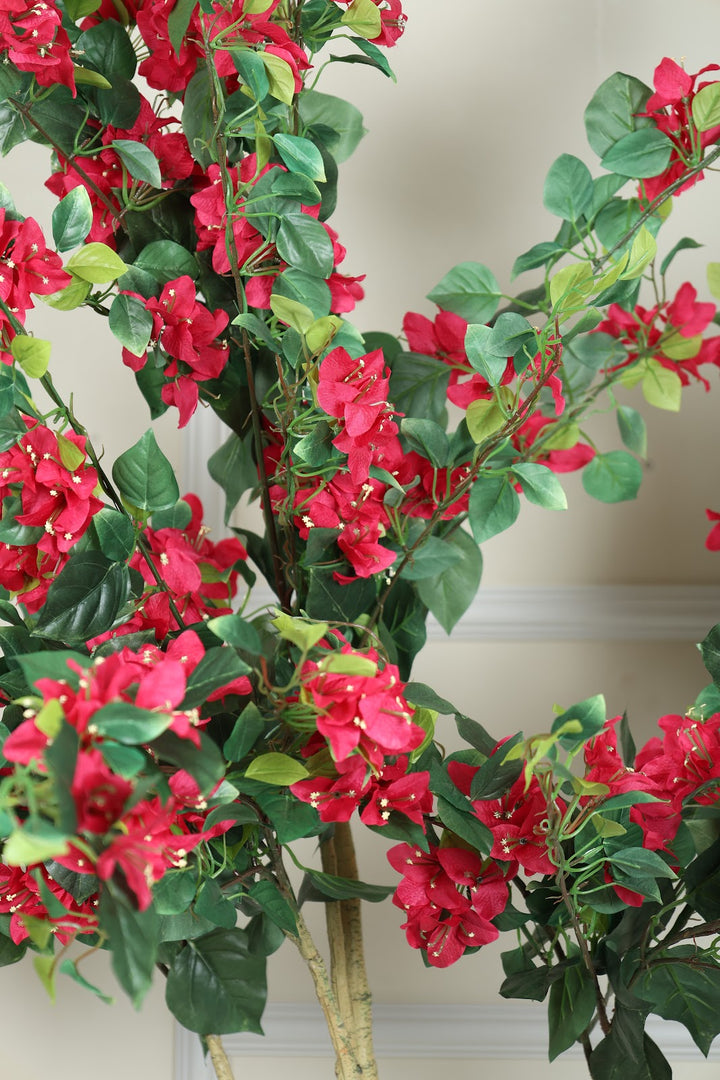 Expobazaar Vibrant Bougainvillea Tree for Elegant Home Décor With Pot