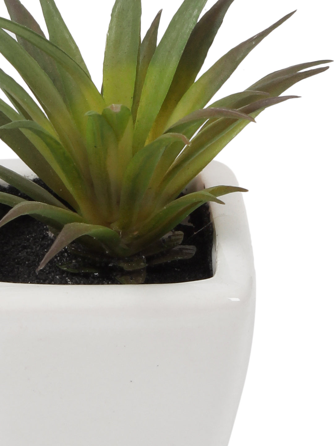 Expobazaar Modern Artificial Grass Bonsai for Stylish Interiors