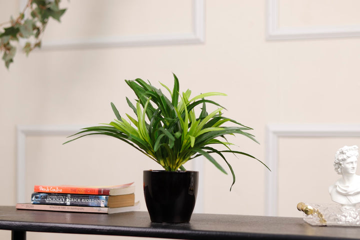 Expobazaar Tricolor Bonsai in Modern Decorative Pot