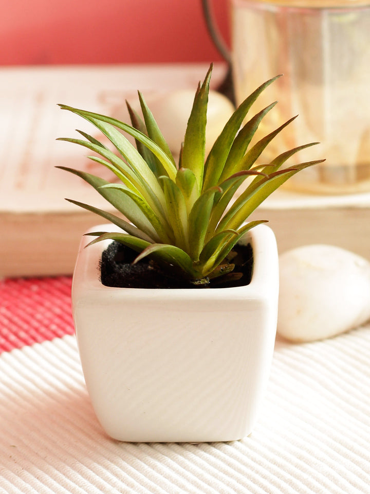 Expobazaar Modern Artificial Grass Bonsai for Stylish Interiors