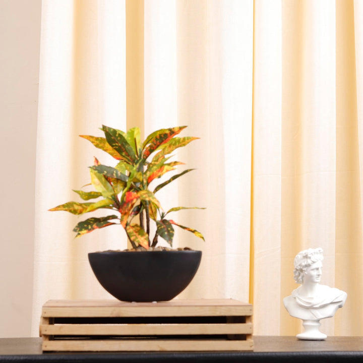 Expobazaar Elegant Bonsai in Modern Bowl