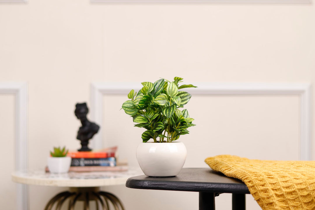 Expobazaar Elegant Calathea Bonsai for Contemporary Home Decor