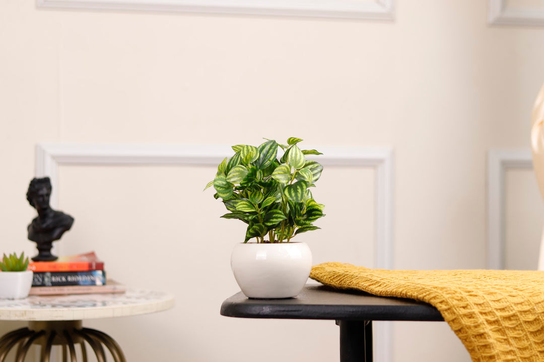 Expobazaar Elegant Calathea Bonsai for Contemporary Home Decor