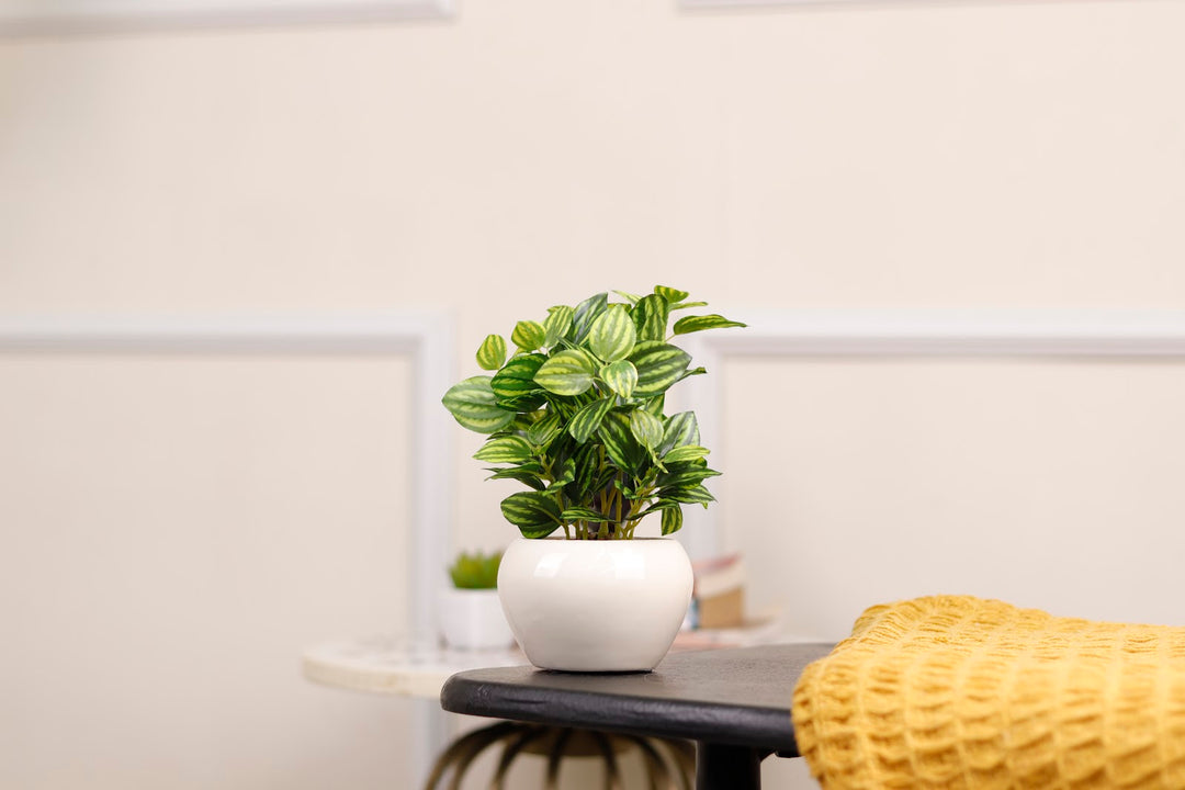Expobazaar Elegant Calathea Bonsai for Contemporary Home Decor