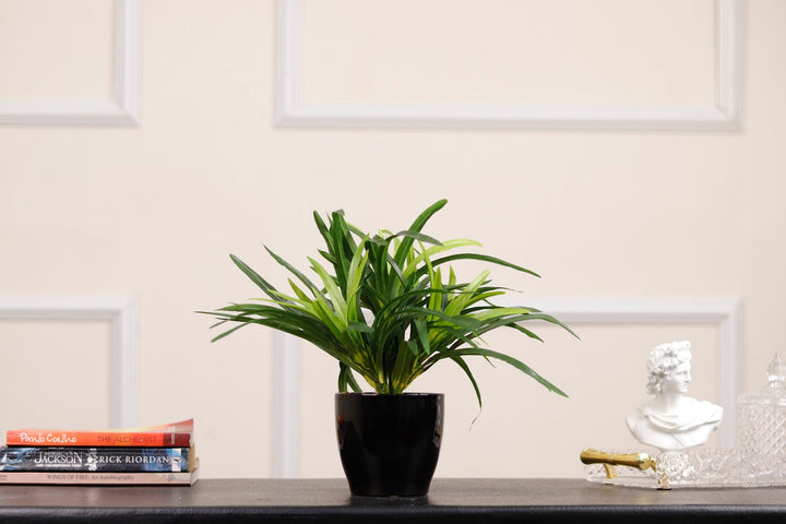 Expobazaar Tricolor Bonsai in Modern Decorative Pot