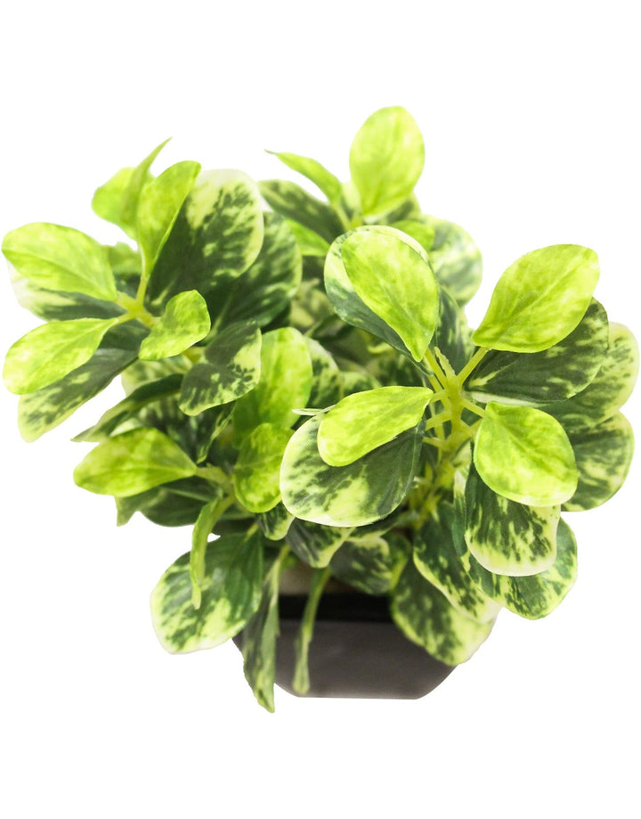 Expobazaar Lush Green Artificial Bonsai for Modern Decor
