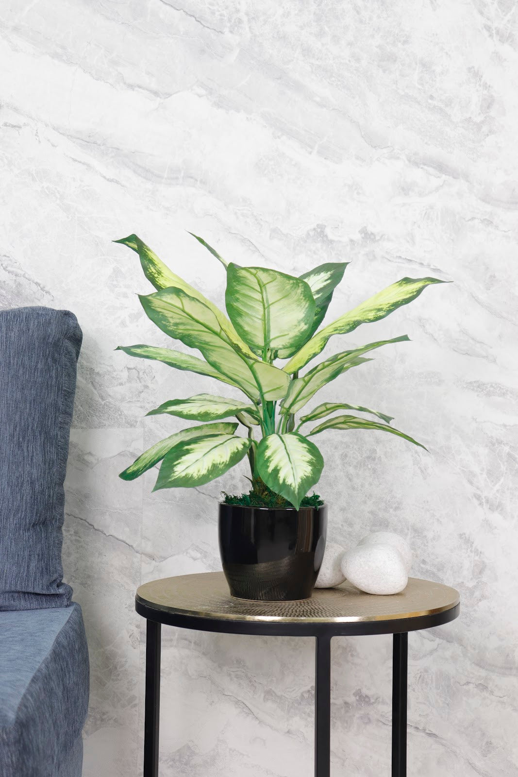 Expobazaar Elegant Dieffenbachia Plant for Modern Interior Décor Without Pot