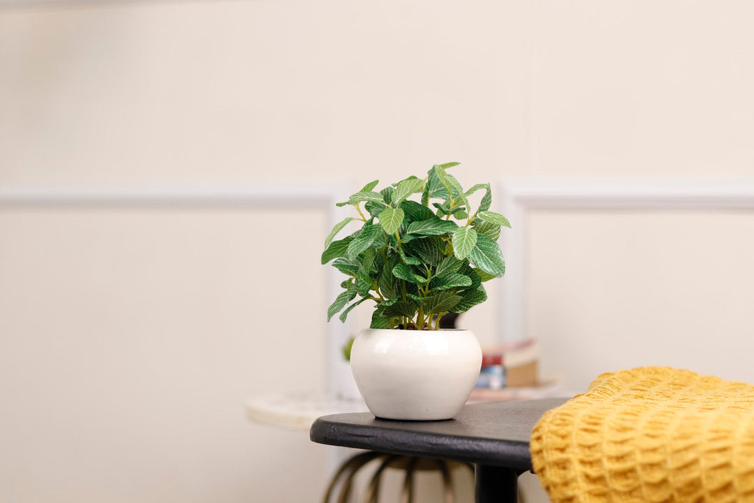 Expobazaar Lush Fittonia Bonsai Plant for Elegant Interiors